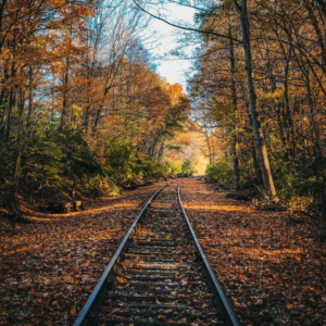 fall-leaves-tracks
