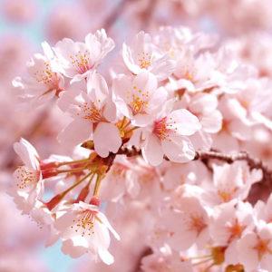 cherry blossom